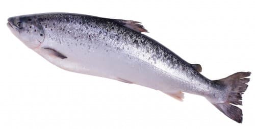Schotse zalm